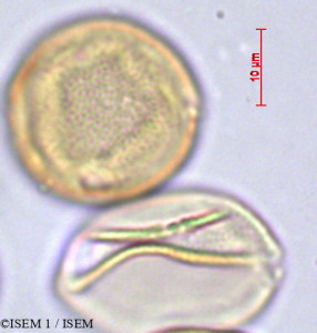 Pistacia terebinthus - lame n° 29374